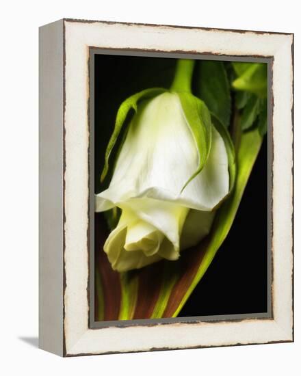 White Rose-null-Framed Premier Image Canvas