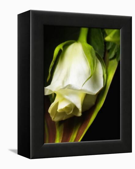 White Rose-null-Framed Premier Image Canvas