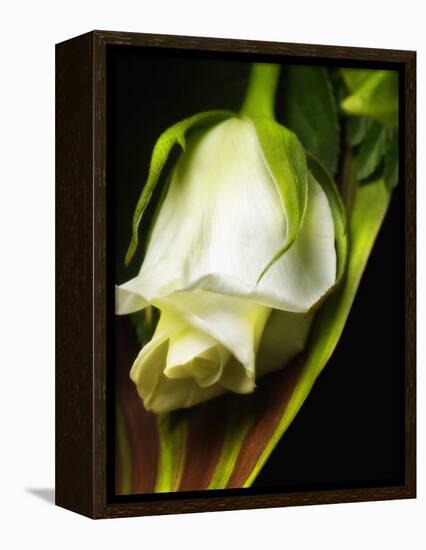 White Rose-null-Framed Premier Image Canvas