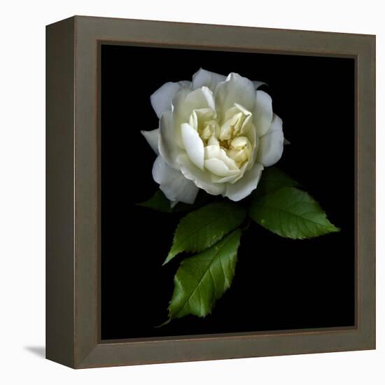 White Rose-Magda Indigo-Framed Premier Image Canvas