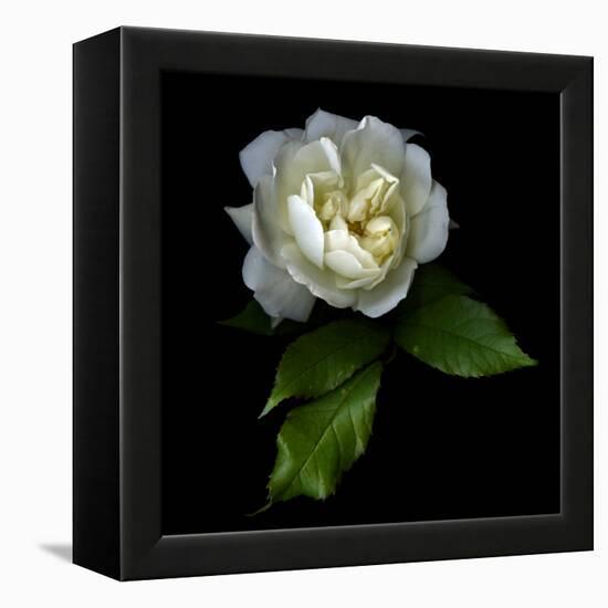 White Rose-Magda Indigo-Framed Premier Image Canvas