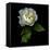 White Rose-Magda Indigo-Framed Premier Image Canvas