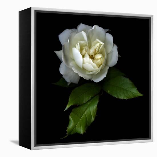 White Rose-Magda Indigo-Framed Premier Image Canvas