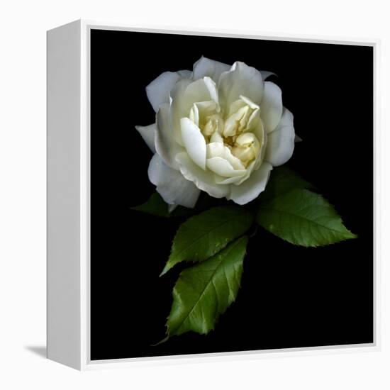 White Rose-Magda Indigo-Framed Premier Image Canvas