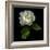 White Rose-Magda Indigo-Framed Photographic Print