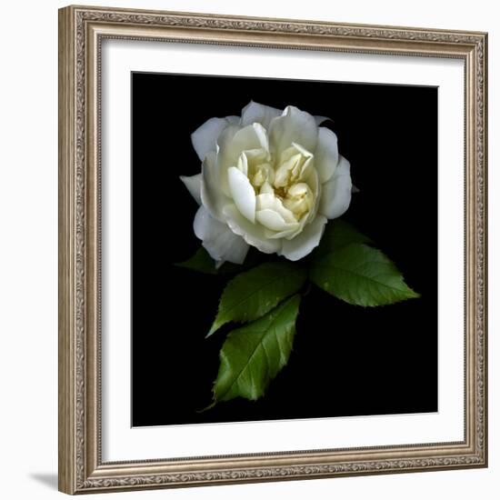 White Rose-Magda Indigo-Framed Photographic Print