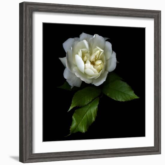 White Rose-Magda Indigo-Framed Photographic Print