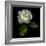 White Rose-Magda Indigo-Framed Photographic Print