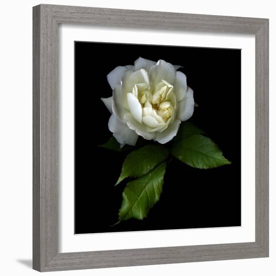 White Rose-Magda Indigo-Framed Photographic Print