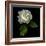 White Rose-Magda Indigo-Framed Photographic Print