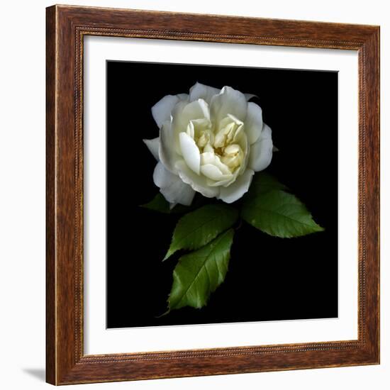 White Rose-Magda Indigo-Framed Photographic Print