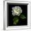 White Rose-Magda Indigo-Framed Photographic Print