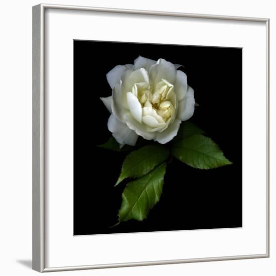 White Rose-Magda Indigo-Framed Photographic Print