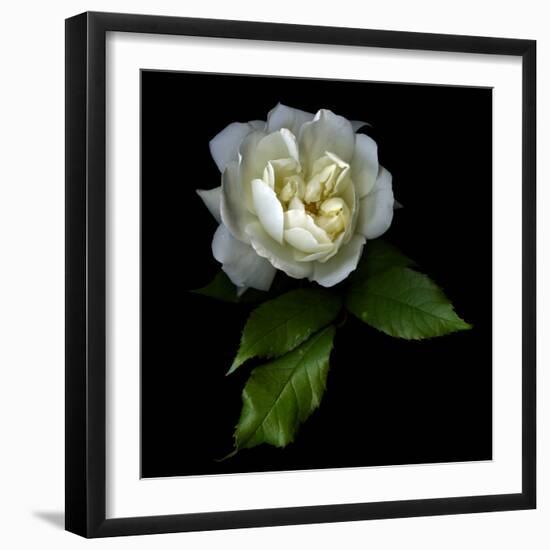 White Rose-Magda Indigo-Framed Photographic Print