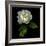 White Rose-Magda Indigo-Framed Photographic Print