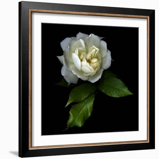 White Rose-Magda Indigo-Framed Photographic Print