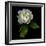 White Rose-Magda Indigo-Framed Photographic Print