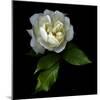 White Rose-Magda Indigo-Mounted Photographic Print