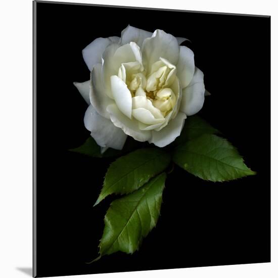 White Rose-Magda Indigo-Mounted Photographic Print