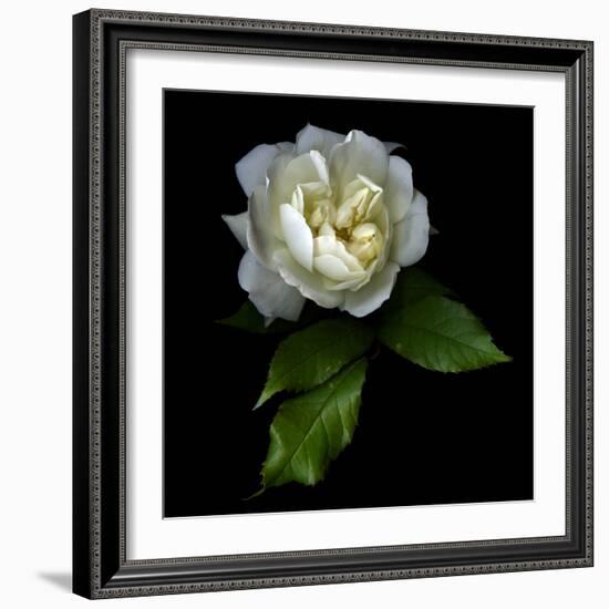 White Rose-Magda Indigo-Framed Photographic Print