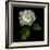 White Rose-Magda Indigo-Framed Photographic Print