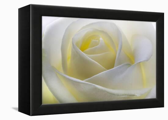 White Rose-null-Framed Premier Image Canvas