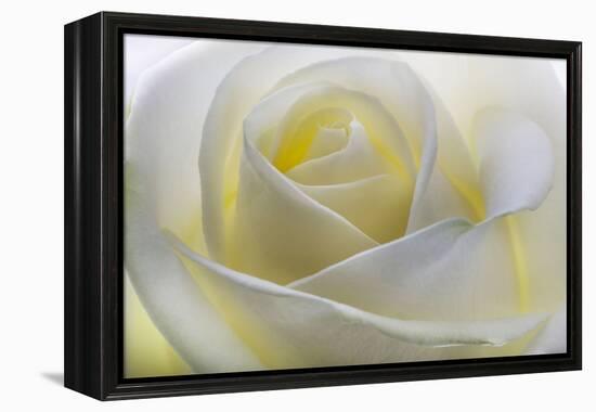 White Rose-null-Framed Premier Image Canvas