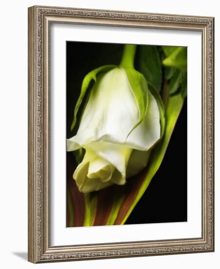 White Rose-null-Framed Photographic Print