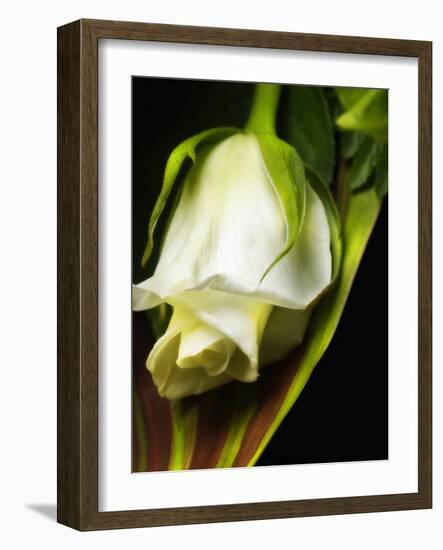 White Rose-null-Framed Photographic Print