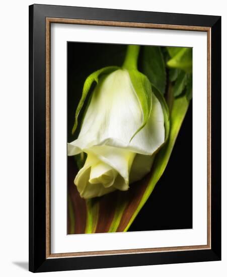 White Rose-null-Framed Photographic Print