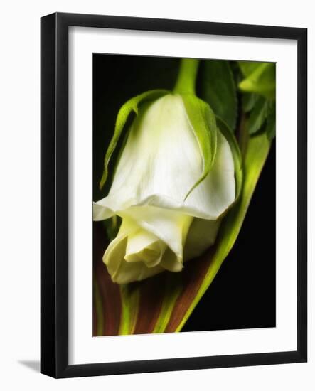 White Rose-null-Framed Photographic Print