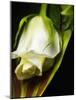 White Rose-null-Mounted Photographic Print