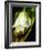 White Rose-null-Framed Photographic Print