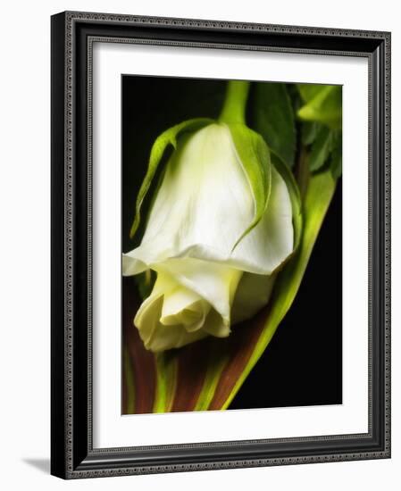 White Rose-null-Framed Photographic Print