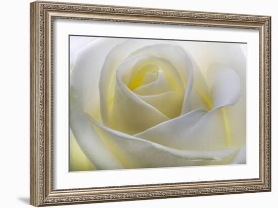 White Rose-null-Framed Photographic Print