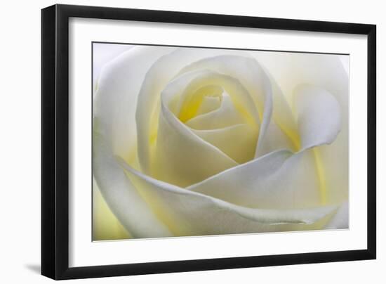 White Rose-null-Framed Photographic Print