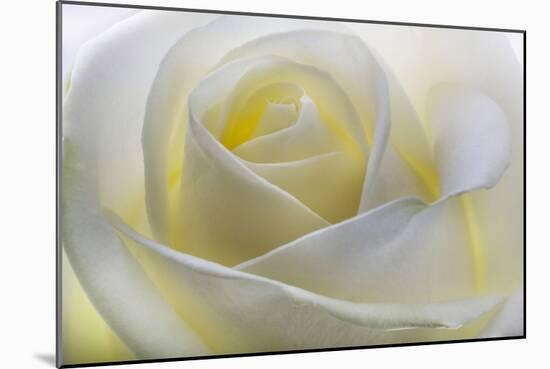 White Rose-null-Mounted Photographic Print