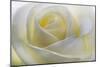 White Rose-null-Mounted Photographic Print