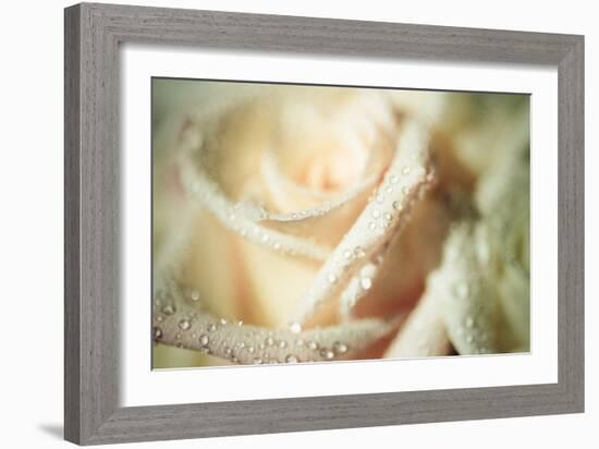 White Rose-Erin Berzel-Framed Photographic Print