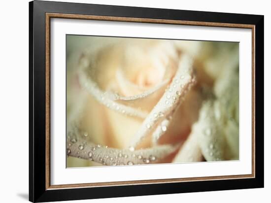 White Rose-Erin Berzel-Framed Photographic Print