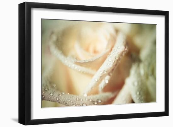 White Rose-Erin Berzel-Framed Photographic Print