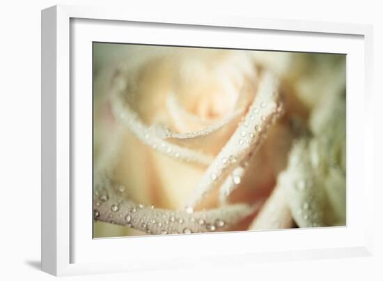 White Rose-Erin Berzel-Framed Photographic Print