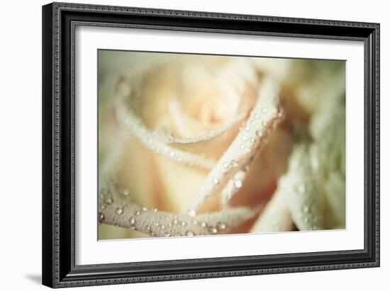 White Rose-Erin Berzel-Framed Photographic Print