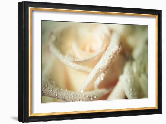 White Rose-Erin Berzel-Framed Photographic Print