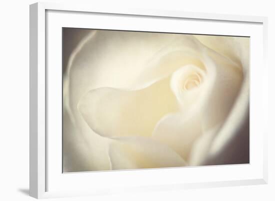 White Rose-Philippe Sainte-Laudy-Framed Photographic Print