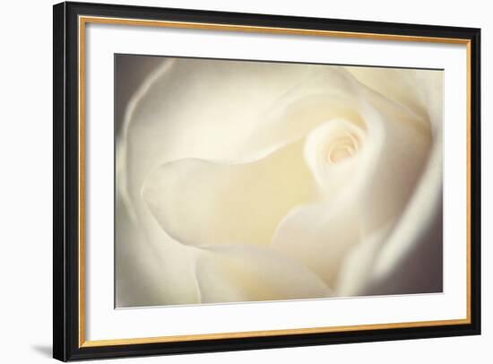 White Rose-Philippe Sainte-Laudy-Framed Photographic Print
