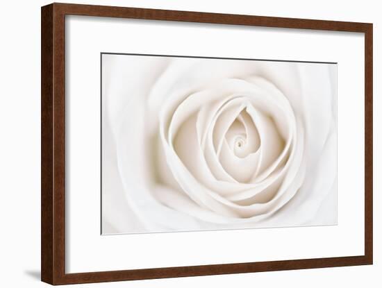 White Rose-Cora Niele-Framed Photographic Print