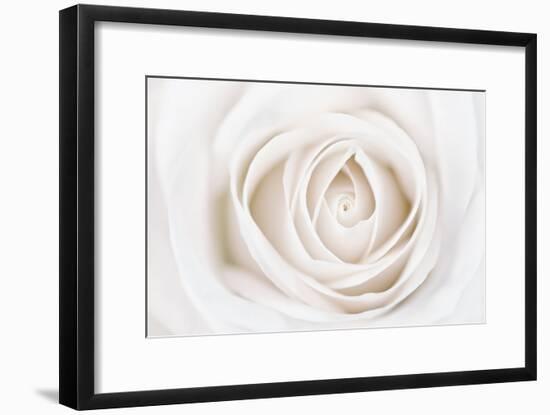 White Rose-Cora Niele-Framed Photographic Print