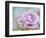 white rose-Viviane Fedieu Danielle-Framed Photographic Print