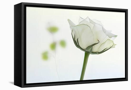 white rose-Gilbert Claes-Framed Premier Image Canvas